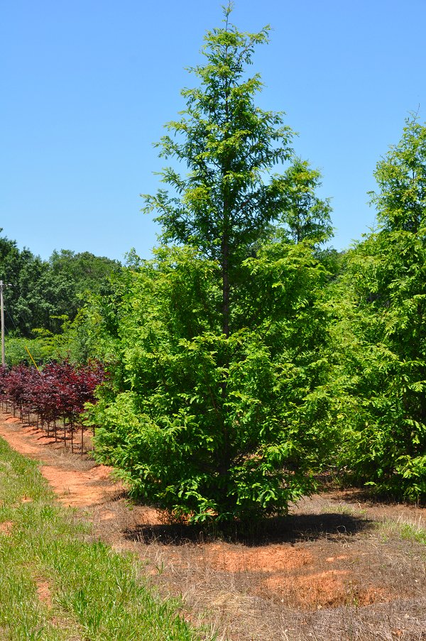 Dawn Redwood